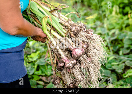 Landwirt frisch geernteten Knoblauch Holding, frischen biologischen Gemüse-, Ernte auf der Farm Stockfoto