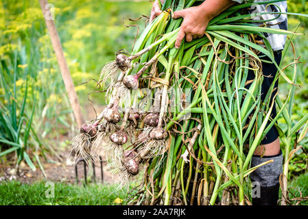 Frischen landwirtschaftlichen Knoblauch, frisch geerntete Gemüse aus ökologischem Anbau im Bauerngarten. Gemüse ernten. Stockfoto