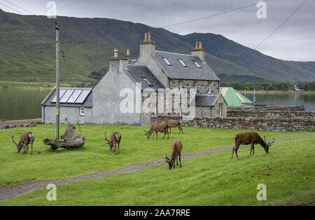 Red Deer Beweidung auf Applecross, Scottish Highlands. Stockfoto