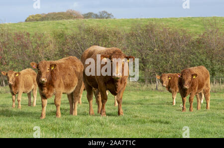 South Devon Kühe und Kälber, Yorkshire. Stockfoto