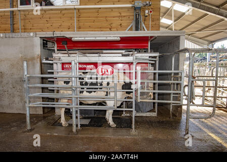 Ein automatisches Melken Maschine in einem boxenstall, Gloucestershire. Stockfoto