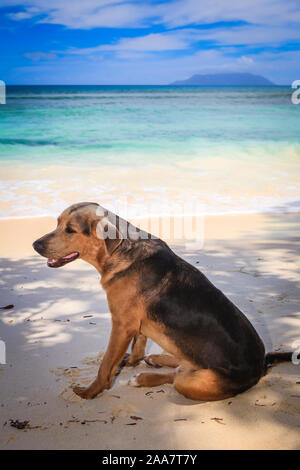 Ein Hund auf einem wunderschönen tropischen Strand in der Sonne Stockfoto