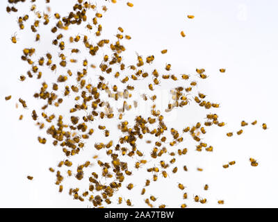 Viele kleine Spiderlings auf weißem Hintergrund. Junge Baby spinnen Schweben über den Boden. Stockfoto