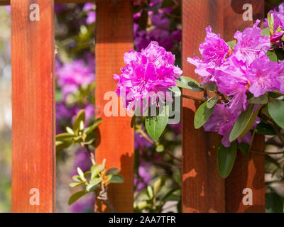 Blüten der Rhododendron im Hintergrund einer hölzernen Zaun im Sonnenlicht. Knospen violett Azalea Stockfoto