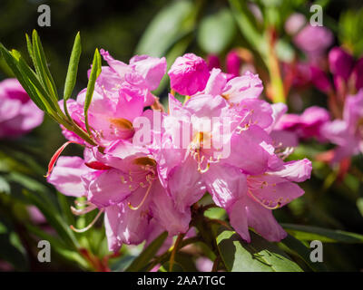 Lila Blüten der Rhododendron draußen im Park an einem sonnigen Tag auf dunklen Tonen Hintergrund Stockfoto