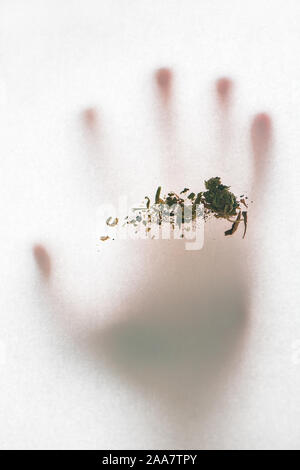 Trockene Cannabis auf weißem Hintergrund mit unscharfen Hand im Gegenlicht. Alternative pflanzliche Medizin Konzept. Stockfoto