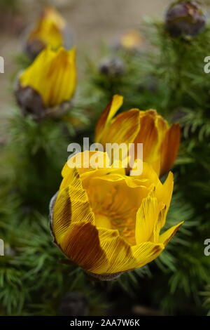 Gelbe blumen Adonis vernalis im Frühling Garten Nähe u wachsen Stockfoto
