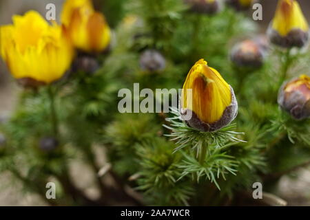 Gelbe blumen Adonis vernalis im Frühling Garten wachsen. Stockfoto