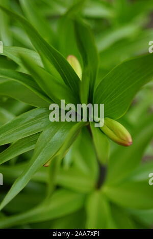 Geschlossene Knospe Lilie Blume mit üppigen Blätter wachsen im Frühjahr Garde Stockfoto