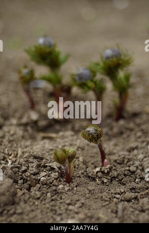 Die jungen Triebe von Adonis vernalis Blumen wachsen im Garten. Stockfoto