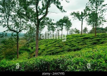 Üppige Organic Green Tea Plantation auf Hügeln während der Monsunzeit, Kaffee ist wichtige Ressource der indischen Landwirtschaft Stockfoto