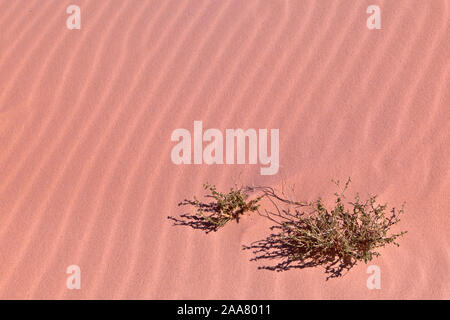 Ein einsamer Bush und Wellen im roten Sand der Wüste Sinai in Ägypten Stockfoto