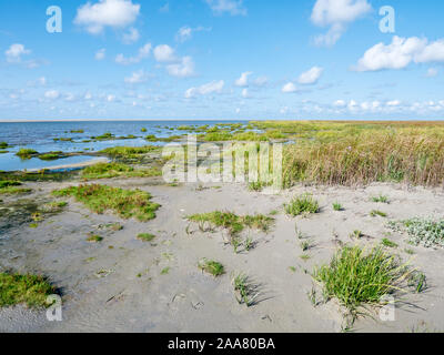 Marram Gras auf Westerstrand Strand von Westfriesische Insel Schiermonnikoog, Niederlande wachsende Stockfoto