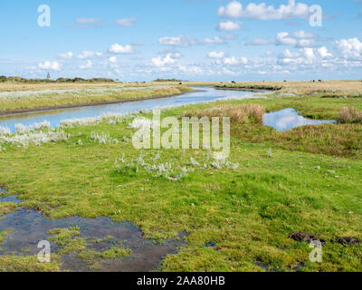Kanal und grasenden Kühen in Salzwiesen in der Nähe von Kobbeduinen auf friesischen Insel Schiermonnikoog, Niederlande Stockfoto