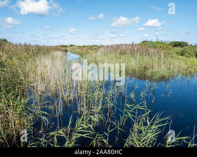 Teich mit Reed im Sumpf der Binnenkwelder auf der westfriesischen Insel Schiermonnikoog, Niederlande Stockfoto