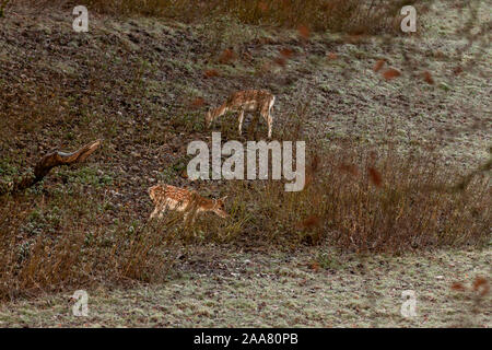 Damwild auf Dallam Immobilien in Cumbria GROSSBRITANNIEN Stockfoto