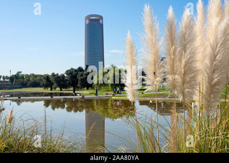 Sevilla, Spanien. Pampas Gras, (Cortaderia selloana) zunehmend in das Monasterio de la Cartuja in Sevilla Turm im Hintergrund. Stockfoto