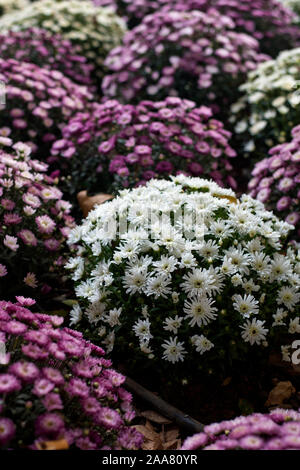 Sevilla, Spanien. Paris Daisy, Marguerite Daisy, oder einfach Marguerite (Argyranthemum frutescens). Weiß, rosa und purpur Daisy Sträuchern. Stockfoto