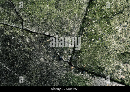 Gerissenen Beton Bodenbeläge Oberfläche in grün Moos bedeckt, abstrakten urbanen Texturen Stockfoto