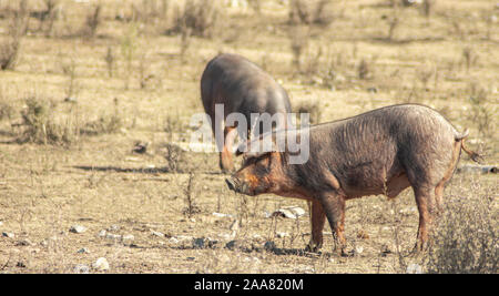Schwein zu Fuß durch eine Wiese auf der Suche nach Essen Stockfoto