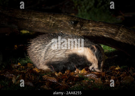 Nahaufnahme eines wilden, städtische Dachs (Meles meles) ausblenden, die in den dunklen isoliert, Nahrungssuche in feuchten, Herbst Blätter auf dem Boden, in einem britischen Garten bei Nacht. Stockfoto