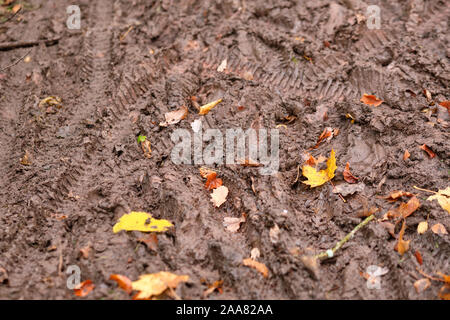 Den Spuren des Mountainbikes in den Schlamm mit Blätter im Herbst. Im Wald in Bayern/Deutschland in der Nähe von Nürnberg Am Schmausenbuck im November gesehen. Stockfoto