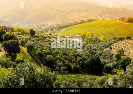 Toskana, Italien, schönen, typisch italienische Landschaft Landschaft Panorama mit Blick auf Weinberge, Olivenhaine und Hügel Stockfoto