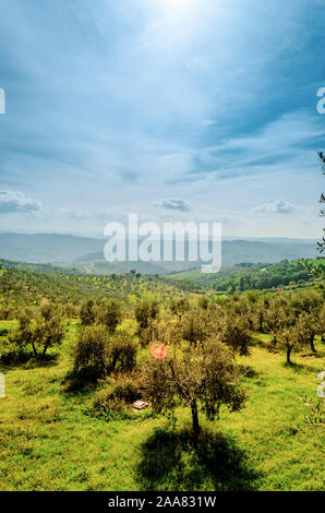 Typische generische toskanische Landschaft mit herrlichen Olivenbäumen, Anbauten, Haine, und die grünen Hügel, mit Zypressen auf dem Hintergrund Stockfoto