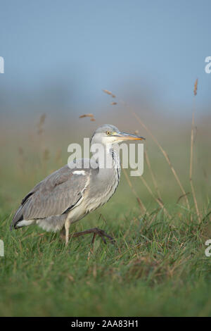 Graureiher/Graureiher (Ardea cinerea), Wandern durch hohes Gras einer Wiese, auf der Suche nach Nahrung, Beute, wildife, Europa. Stockfoto