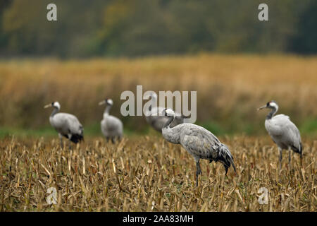 Gemeinsame Kräne/Graukraniche (Grus Grus), kleine Herde, Erwachsene, auf Ackerland, Maisfeld ausruhen, während der Vogelzug, Herbst, Herbst, Natur, Euro Stockfoto