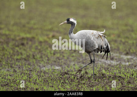 Kranich/Graukranich (Grus Grus), Erwachsener, wandern über Ackerland, seaching für Lebensmittel, Winterweizen, Zugvogel, Wildlife, Europa. Stockfoto