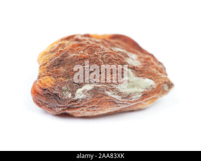 Eine faule Aprikosen isoliert auf weißem Stockfoto