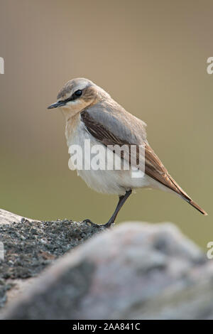 Northern Steinschmätzer/Steinschmaetzer (Oenanthe oenanthe), männlich in der Zucht Kleid, hoch auf einem Felsen, typische Umgebung, Europa. Stockfoto