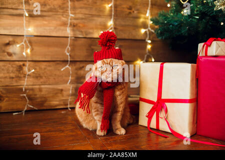 Red britische Katze auf gestrickte Mütze und Schal sitzt unter dem Weihnachtsbaum und Boxen. Stockfoto