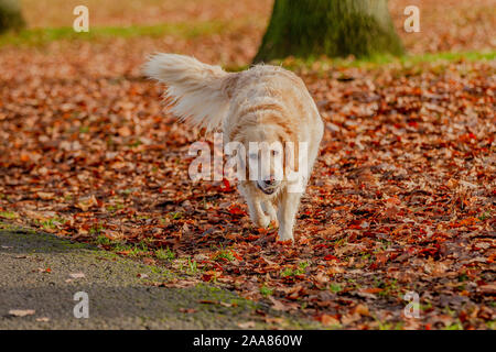 Northampton, U.K, Wetter, 20. November 2019, einem hellen, sonnigen Morgen in Abington Park, einen gelben Labrador Spielen im Laub auf seinem morgendlichen Spaziergang, Kredit: Keith J Smith./Alamy Live Neue Stockfoto