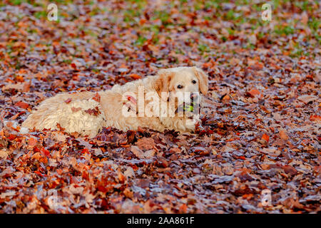 Northampton, U.K, Wetter, 20. November 2019, einem hellen, sonnigen Morgen in Abington Park, einen gelben Labrador Spielen im Laub auf seinem morgendlichen Spaziergang, Kredit: Keith J Smith./Alamy Live Neue Stockfoto