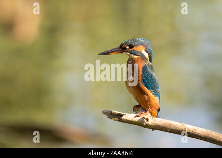 Nahansicht eines wilden, britischen Eisvögels (Alcedo atthis), der im Freien isoliert auf einem Zweig in der Herbstsonne thront. Stockfoto