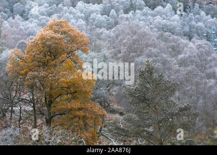 Raureif auf den Bäumen im Glen Neigen und Glen Garry Stockfoto