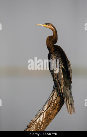 Afrikanische Schlangenhalsvogel (anhinga Rufa) Männchen auf dem Baumstumpf thront, Chobe National Park, Botswana. Stockfoto