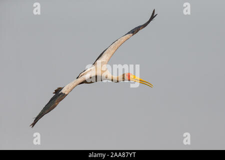 Yellow-billed Stork (mycteria Ibis) fliegen, Chobe National Park, Botswana. Stockfoto