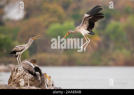 Yellow-billed Stork (mycteria Ibis) Landung, Chobe National Park, Botswana. Stockfoto