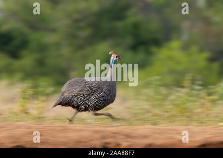 Behelmte Guineafowl (Numida meleagris) läuft, bei langsamen Verschlusszeiten fotografiert, Mashatu Game Reserve, Botswana Stockfoto