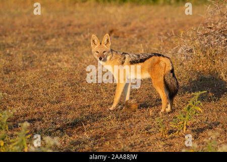 Black-backed Jackal (Canis mesomelas), Mashatu Game Reserve, Botswana Stockfoto