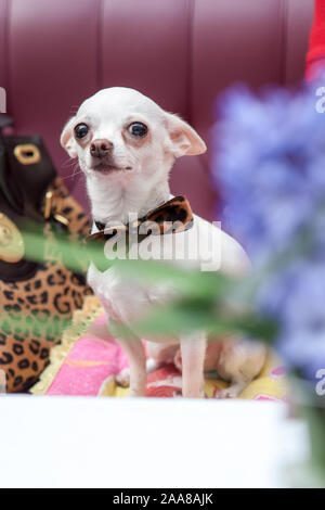 Schöne Chihuahua Welpen mit Schleife sitzt auf einem Sofa im Restaurant Stockfoto