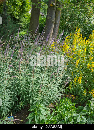 Kandelaber-Ehrenpreis (Veronicastrum virginicum) Stockfoto