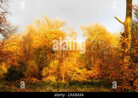 Herbst Sonne in einem Buchenwald Stockfoto