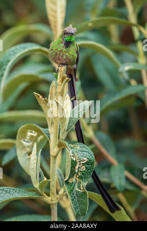 Schwarz-tailed Trainbearer - Lesbia victoriae, schöne Long-tail hummingbird von Andinen Pisten von Südamerika, Tambo Condor, Ecuador. Stockfoto
