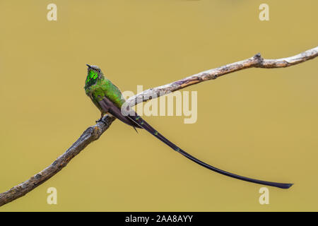 Schwarz-tailed Trainbearer - Lesbia victoriae, schöne Long-tail hummingbird von Andinen Pisten von Südamerika, Tambo Condor, Ecuador. Stockfoto