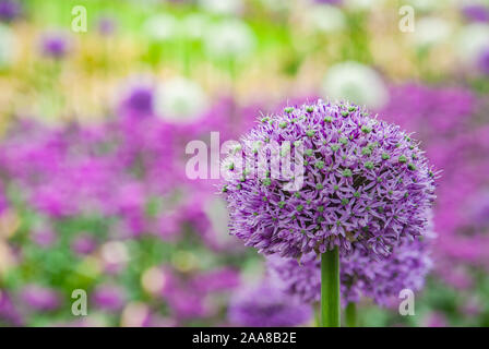 Sphärische lila allium Blumen. Im grünen Blatt hintergrund, Allium Gladiator ist ein spektakuläres riesigen Zwiebel voller Blüte in einem botanischen Garten gewachsen. Stockfoto