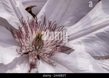 Makro Foto Natur Pflanze eine schöne weiße Clematis Weinstock Blume, Clematis Comtesse de Bouchaud (Juliane), blüht in einem japanischen Garten. Blume der Clematis - Ranun Stockfoto